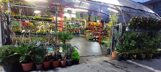 Fiori Di Rosa Di Raghda Malak, Fiorista a Roma