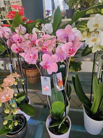 Fiorista Cibelli Antonio S.n.c. Di Lucia E Roberta, Fiorista a Gallarate