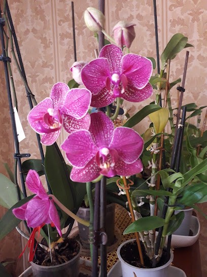 Arena Fiori, Fiorista a Santa Teresa di Riva