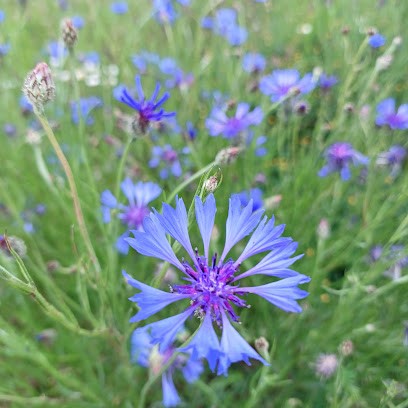 I Fiori Del Campo, Fiorista a Sommacampagna