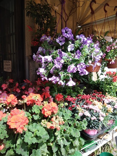 L'angolo Verde Di Serena Cavicchioli, Fiorista a Lanuvio