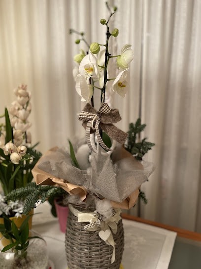 Fiori E Non Solo, Fiorista a San Mauro Torinese