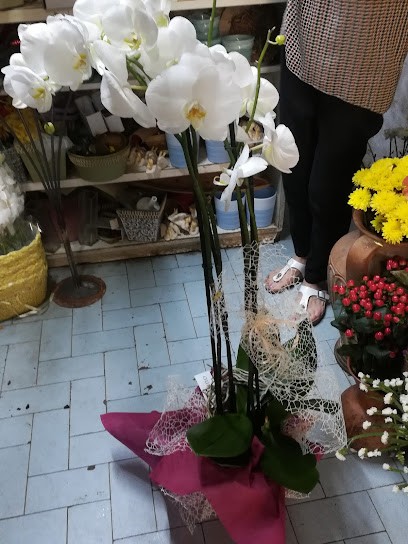 Fiori E Piante Lidia, Fiorista a Loreto