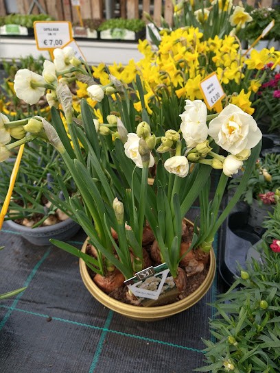 Milli Garden, Fiorista a Olginate