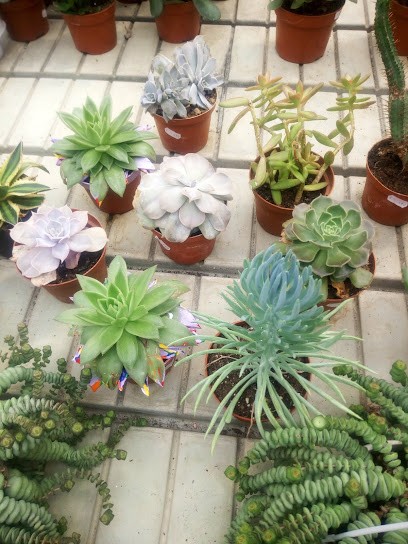 Doga' Lino, Fiorista a Martellago