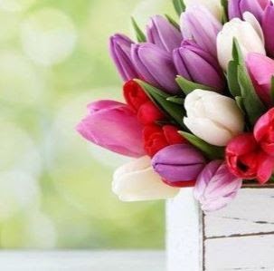 Fioreria Elledi, Fiorista a Santo Stefano di Cadore