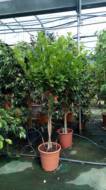 Barretta Andrea, Fiorista a Roma