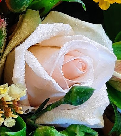 Piante E Fiori Da Stefania, Fiorista a Santa Maria Nuova