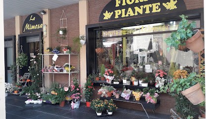 Fiori E Piante La Mimosa, Fiorista a Grosseto