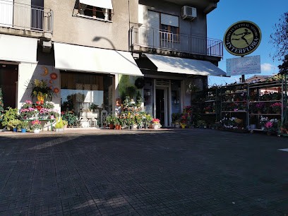 La Primula Fiori, Fiorista a Latina