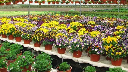 Campoflora Di Pellegrino Rozza, Fiorista a Camposano