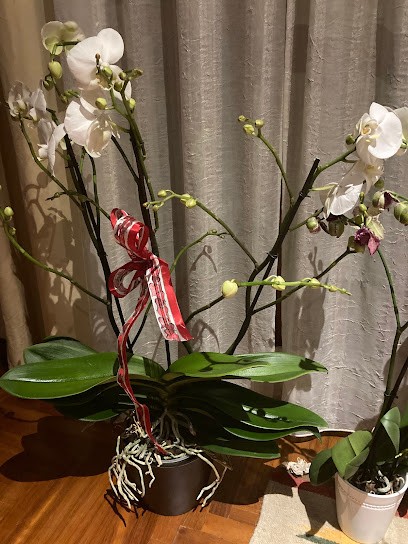 Laura Fiori, Fiorista a Rivarolo Canavese