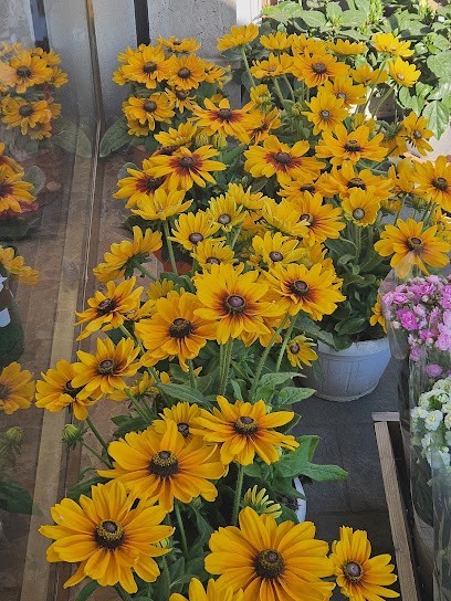 Semeria Fiori, Fiorista a Borgio Verezzi