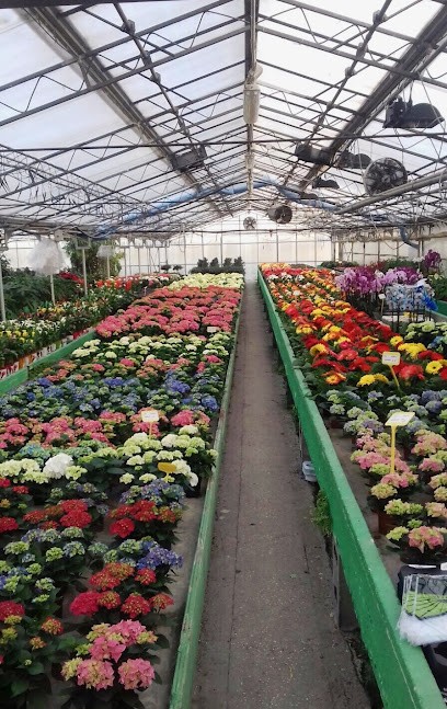 Società Agricola Floricoltura Salami & C. Snc, Fiorista a Rivarolo Mantovano