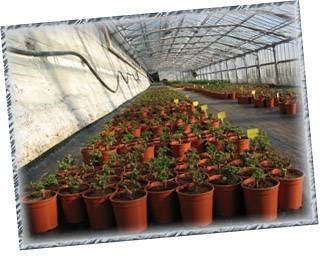 Floricoltura Debenedetti S.S., Fiorista a Sanremo