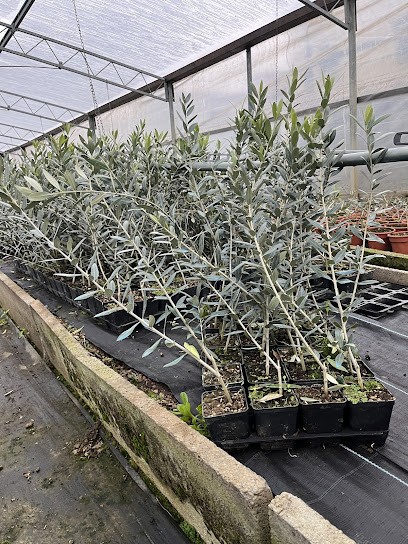 Azienda Agricola Pacini Luciano, Fiorista a Pescia