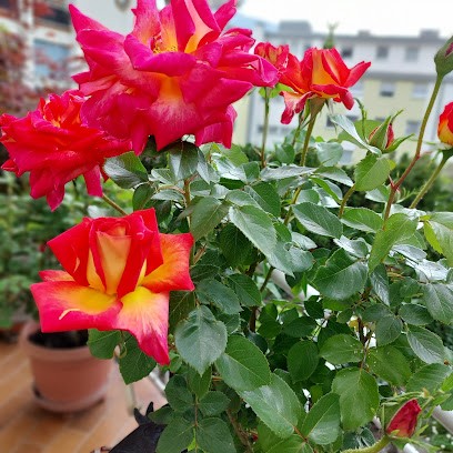 Gardencenter Winkler, Fiorista a Bressanone