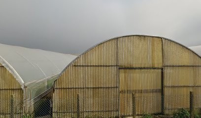 Moscardin Antonio, Fiorista a Codevigo