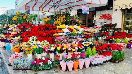 Longo Antonino, Fiorista a Palermo