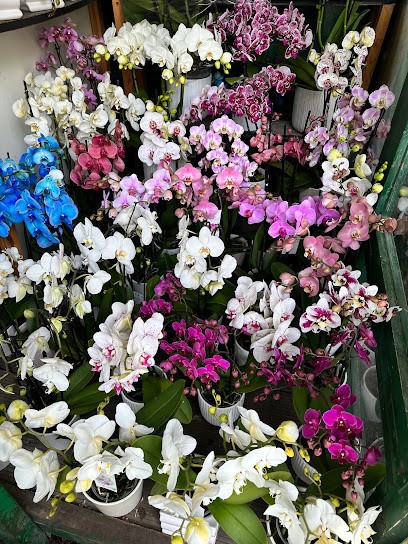 Il Fiore Del Desiderio, Fiorista a Roma