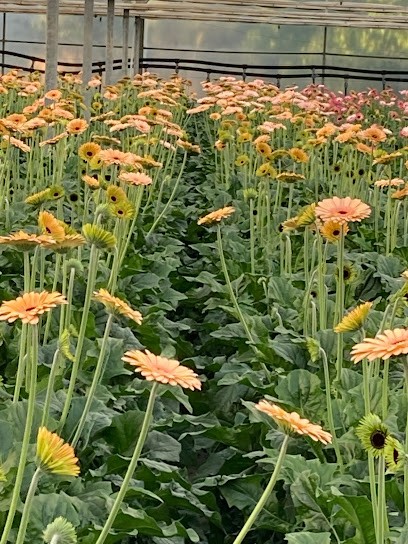Floricoltura Cipriani Di Cipriani Luigi, Fiorista a Terlizzi