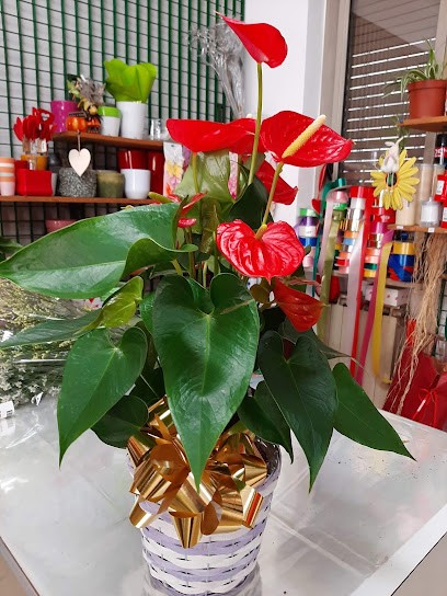 La Fioraia Di Morandi Carla, Fiorista a Saronno