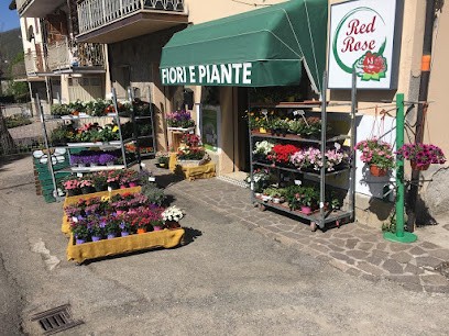Red Rose Piante e Fiori, Fiorista a Pavullo nel Frignano