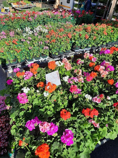 Zazzera Sementi Di Zazzera Luigi E C. S.n.c., Fiorista a Villarbasse