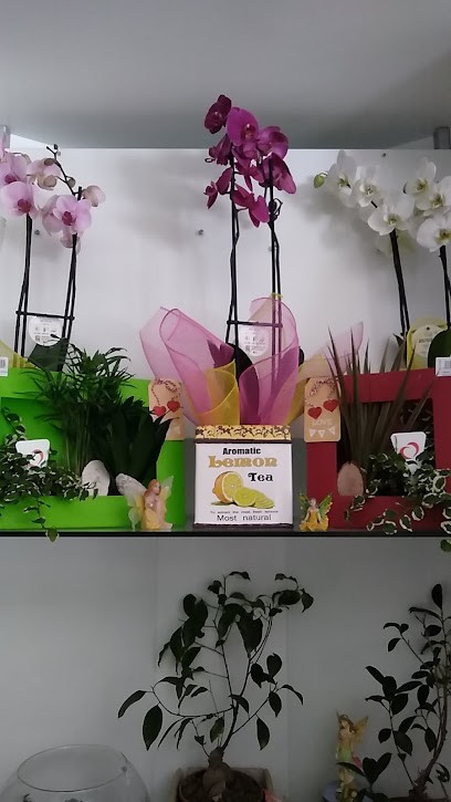 Tutto Verde Di Luzzi Fiore, Fiorista a Pietragalla