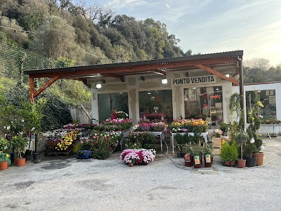 Vivaio Oasi Garden Di Cinzia Perino, Fiorista a Termoli