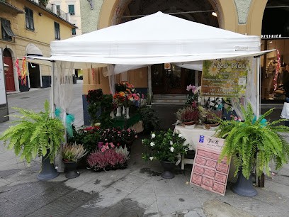 F&B Fiori Di Gatto Flavio, Fiorista a Santa Margherita Ligure