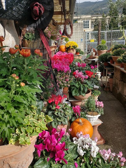 Infiorescenze Di Santucci Michela, Fiorista a Massa