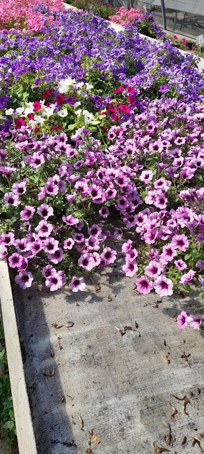 Azienda Agricola E Floricoltura Santa Lucia S.n.c., Fiorista a Castiglione Olona