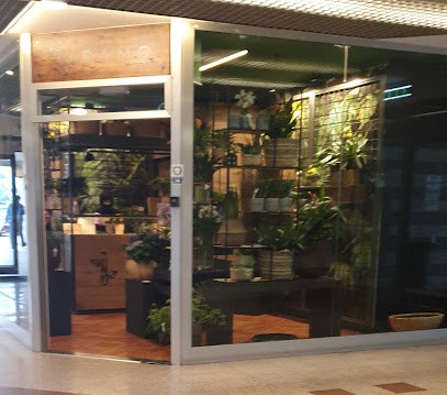 Ramo, Fiorista a Latina