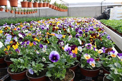 Azienda Agricola Di Floricoltura Carallo, Fiorista a Leverano
