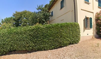Vendita Fiori di Peonia, Fiorista a Castel San Pietro Terme