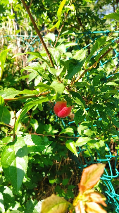 Azienda Agricola Eredi Peron Valentino, Fiorista a Meldola