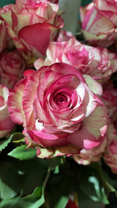 Sharan Flowers, Fiorista a Roma