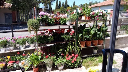 Fiori D'Alibaba, Fiorista a Roma