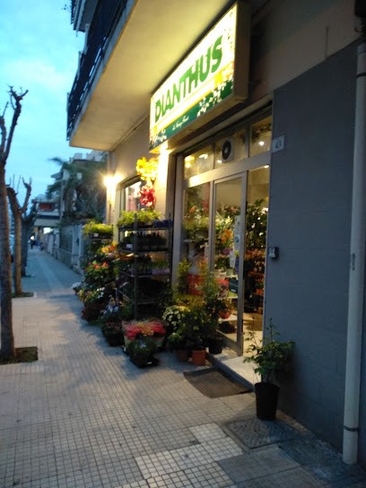 Fiori E Piante Dianthus, Fiorista a Milazzo