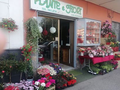 Elefante Fiori&Piante, Fiorista a Santa Maria la Carità