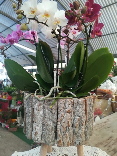 Linea Verde Di Merico Raffaele, Fiorista a Poggiardo