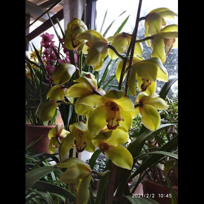 L'Oasi Verde Di Gelfuso Anna, Fiorista a Pico