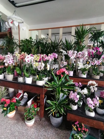 Fioreria Diego, Fiorista a Valdobbiadene