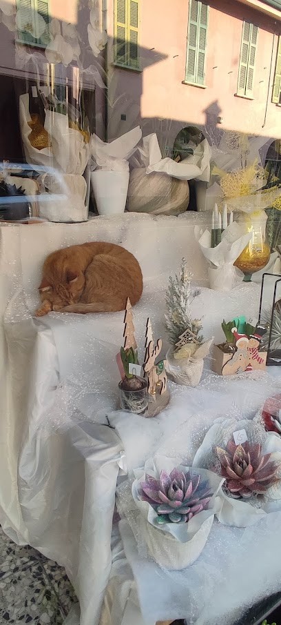 Fiori E Piante Di Opizzi Adele, Fiorista a Soncino