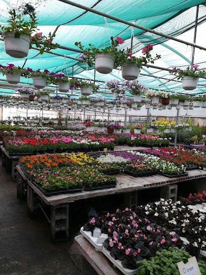 La Fiorita Di Turolla Gianluca, Fiorista a Murisengo