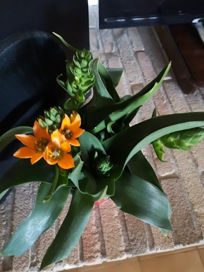 Flor Art Fiorista, Fiorista a Attimis