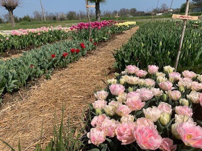 Casa Blumen, Fiorista a Santarcangelo di Romagna