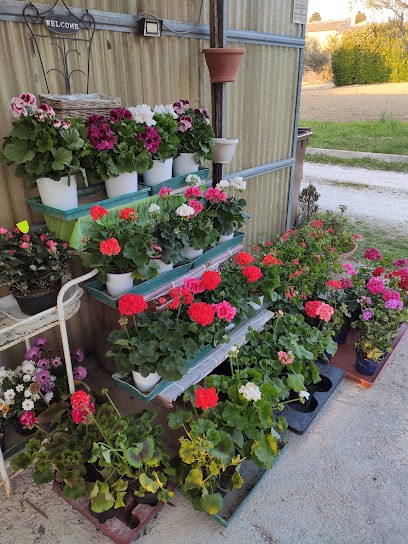 I Fiori Di Campo Di Campo Andrea, Fiorista a Treia