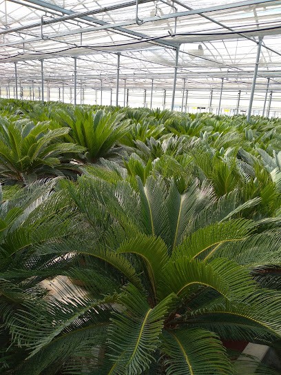 Azienda vivaistica Morena Felice - Cicas, Cocos, Ingrosso piante da Orto, Fiorista a Capaccio Paestum